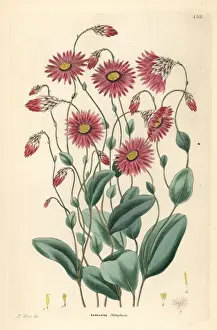 Timeless Prints: Mangles rhodanthe, Rhodanthe manglesii