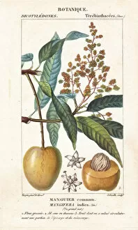 Mango fruit and section, Mangifera indica