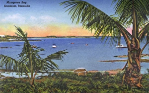 Mangrove Collection: Mangrove Bay, Somerset, Bermuda