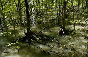 Roots Collection: Mangrove forest at high tide