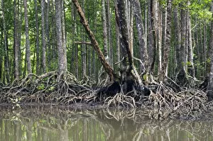 Mangrove Collection: Mangrove forest in the valley of a river in Sabang