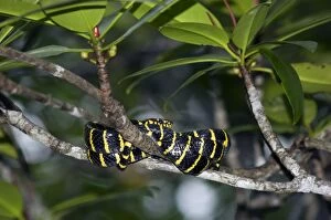 Amphibians Collection: Mangrove Snake / Cat-eyed Snake / Cat Snake - wrapped-around