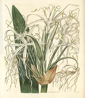 Mangrove Collection: Mangrove spider-lily, Hymenocallis latifolia