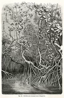 Roots Collection: MANGROVE TREE