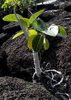 Images Dated 1st July 2011: Mangrove tree sapling