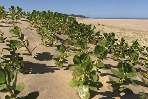 Images Dated 5th December 2011: Mangroves - growing in the sand