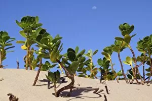 Images Dated 5th December 2011: Mangroves - growing in the sand