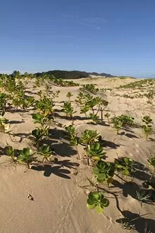 Images Dated 5th December 2011: Mangroves - growing in the sand