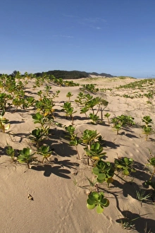 Images Dated 5th December 2011: Mangroves - growing in the sand