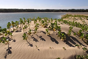 Images Dated 5th December 2011: Mangroves - growing in the sand