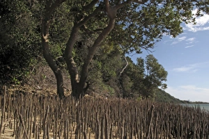 Images Dated 5th December 2011: Mangroves - growing in the sand