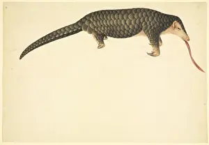 Reeves Prints: Manidae manis, pangolin
