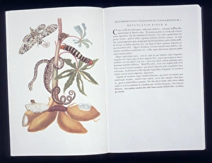 Anna Maria Sibylla Merian Gallery: Manihot esculenta, cassava plant
