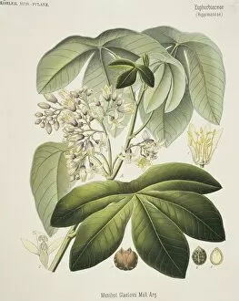 North America Gallery: Manihot glaziovii, Ceara rubber tree