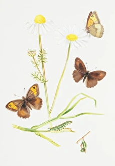 Larvae Collection: Maniola jurtina, meadow brown
