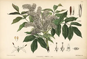 Flowering Gallery: Manna ash or flowering ash, Fraxinus ornus
