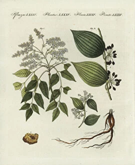 Encyclopedia Collection: Manna ash and sarsaparilla