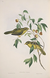 Elizabeth Gould Gallery: Manorina melanophrys, bell miner