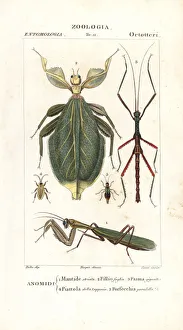 Mantis, leaf insect, stick insect, etc