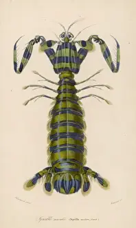 Mantis Shrimp