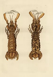 Naturae Collection: Mantis shrimp, Squilla mantis