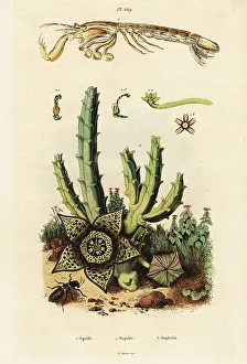 Mantis shrimp, star flower and beetle