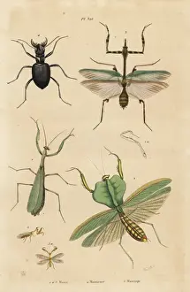 Naturelle Prints: Mantis species, tiger beetle and mantidfly