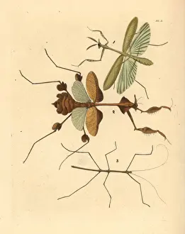 Wandering Prints: Mantis and stick insects