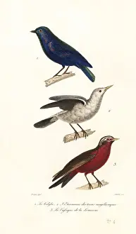 Achille Richard Prints: Manucode, grey-headed starling and long-tailed meadowlark