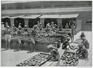 Drugs Gallery: Manufacture of Opium in India