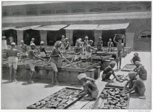 Images Dated 23rd July 2021: Manufacture of Opium in India