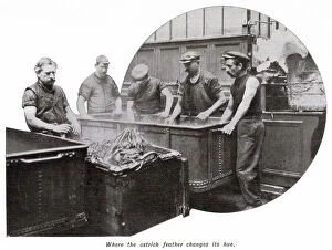 Occupation Collection: Manufacture of Ostrich Feathers - Changing Hue 1907