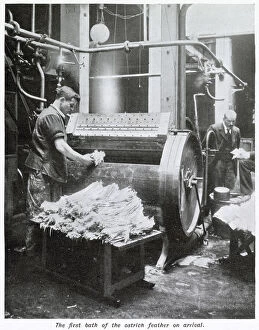 Occupation Collection: Manufacture of Ostrich Feathers - Washing 1907