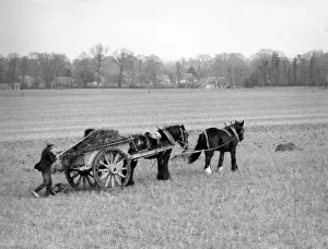 Manure Prints: The manure cart on a farm in Berkshire, England. Date: March 1939