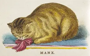 MANX CAT