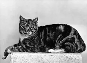 Manx Prints: MANX CAT LYING DOWN