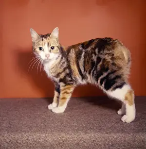 Markings Prints: Manx kitten