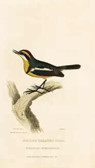 Griffiths Prints: Many-colored rush-tyrant, Tachuris rubrigastra