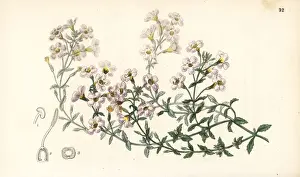 Many-flowered chaenostome, Chaenostoma polyanthum