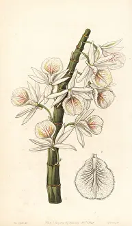 Dendrobium Prints: Many-flowered dendrobium orchid, Dendrobium polyanthum