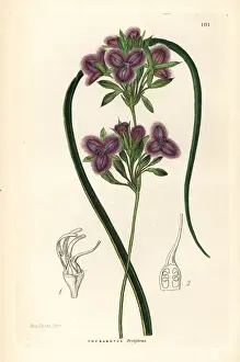 Many Flowered Prints: Many-flowered fringe-lily, Thysanotus multiflorus