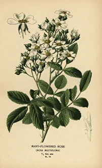 Indica Prints: Many-flowered rose, Rosa multiflora