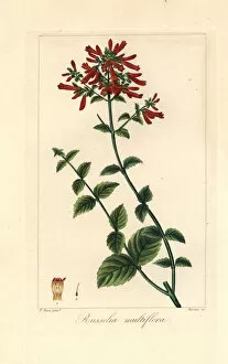 Many-flowered russelia, Russelia multiflora