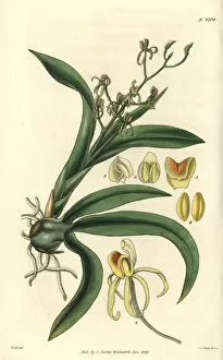 Many-leaved liparis orchid, Liparis foliosa
