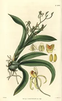 Many Prints: Many-leaved liparis orchid, Liparis foliosa
