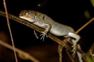 Amphibians Collection: A Many-lined Sun Skink (?) sleeps at night on a