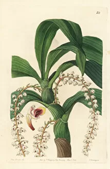 Edwards Gallery: Many-tailed pinalia orchid, Pinalia polyura