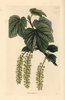 Manyflower currant, Ribes multiflorum