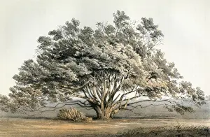 Manzanita Tree