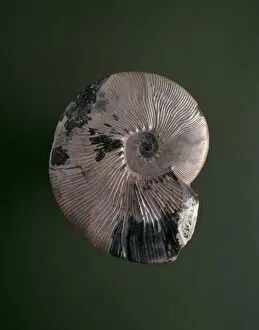 Ammonitida Collection: Maorites densicostatus, ammonite